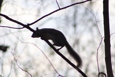View of monkey on branch