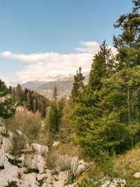 Scenic view of pine trees against sky during winter