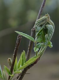 Close-up of fresh green plant