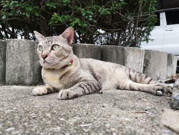 Portrait of tabby cat sitting in city