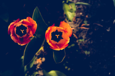 Close-up of orange flowers blooming outdoors