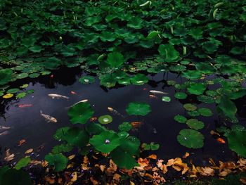 High angle view of lotus water lily in lake