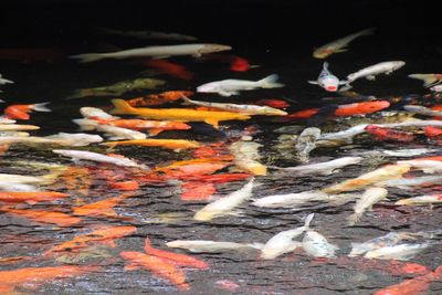 Close-up of koi carps swimming in pond