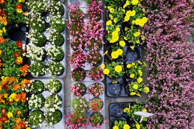 Full frame of potted flowering plants