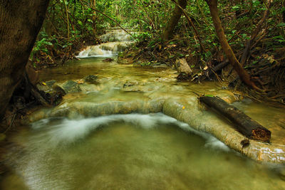 River flowing amidst trees in forest