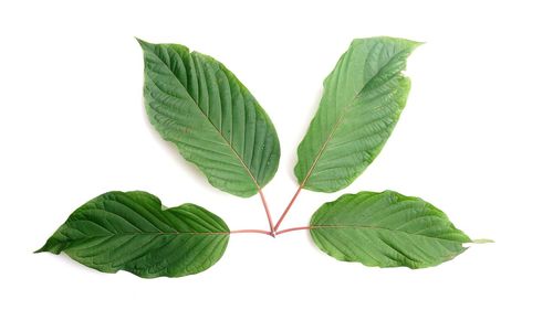 High angle view of leaves against white background