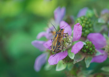 Close-up of butterfly pollinating on pink flower