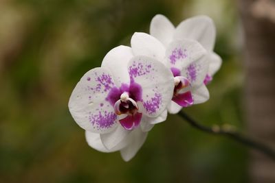 Close-up of pink flower