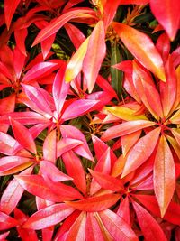 Full frame shot of red flowering plants