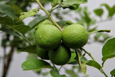 Close-up of lemons growing on tree