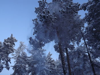 Low angle view of trees in forest during winter