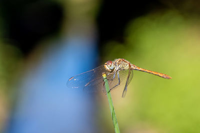 Close-up of dragonfly in nature 
