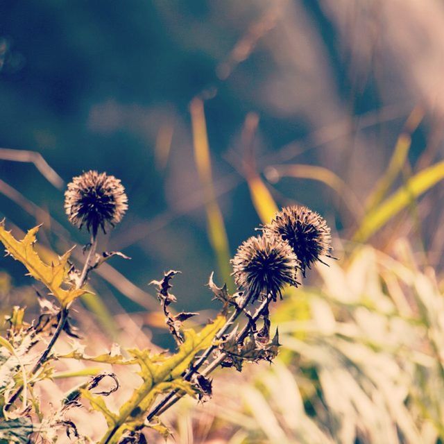 flower, growth, fragility, focus on foreground, freshness, close-up, plant, nature, beauty in nature, flower head, stem, dandelion, field, wildflower, selective focus, blooming, uncultivated, petal, in bloom, outdoors