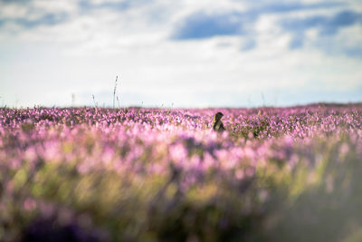 Purple flowering plants on field against sky