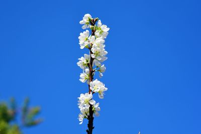 Low angle view of white flowering plant against clear blue sky