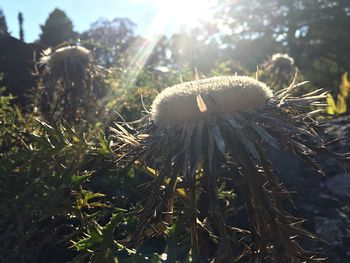 Close-up of dandelion