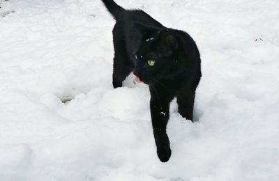 Black horse on snow during winter