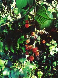 Close-up of berries growing on tree