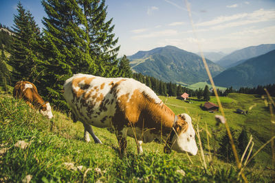 Cow in the mountains 