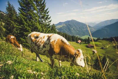 Sheep in a field