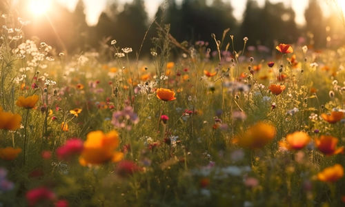 Close-up of yellow flowering plants on field