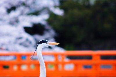 Close-up of bird perching on railing