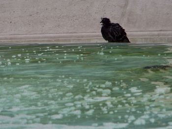 Bird perching on water