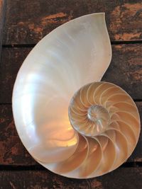 Close-up of seashell on table