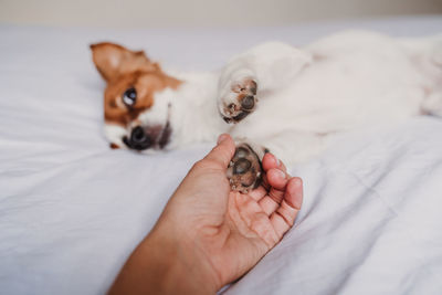 Cropped image of hand holding dog on bed