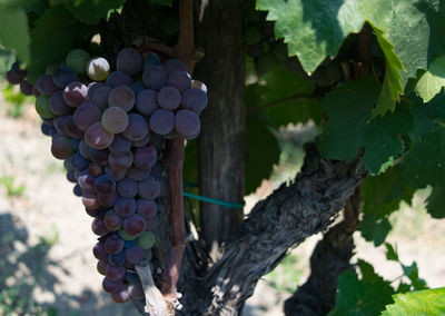 Close-up of grapes growing in vineyard