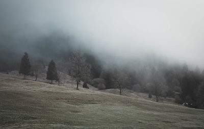 Trees on field during foggy weather