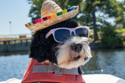 Portrait of a dog wearing a hat