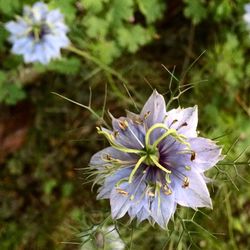 Close-up of flower blooming outdoors