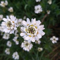 Close-up of white flowering plant