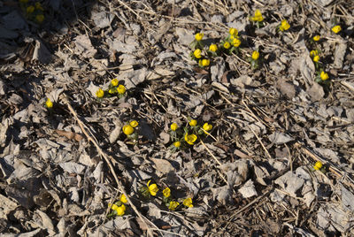 High angle view of yellow flowering plant on field