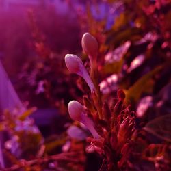 Close-up of pink flowering plant