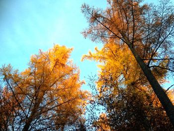 Low angle view of tree against sky