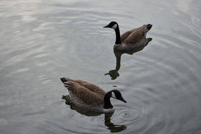 Close-up of duck swimming in lake