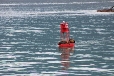 Animals on buoy in sea