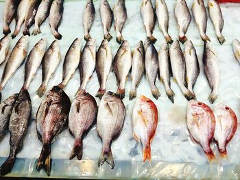 High angle view of fish arranged at market for sale