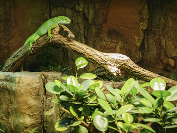 Close-up of lizard on tree