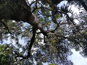 Low angle view of trees against sky