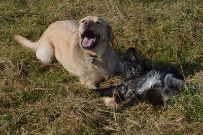 Dog on grass