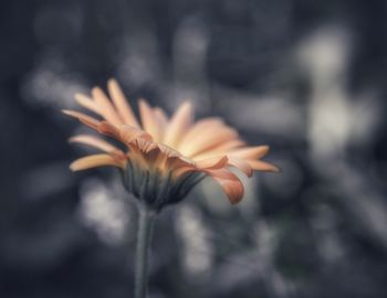 Close-up of rose flower