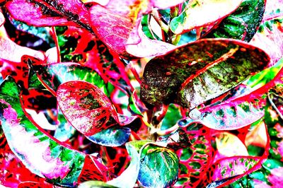 Full frame shot of multi colored leaves