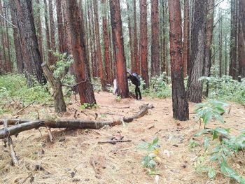 High angle view of trees growing in forest