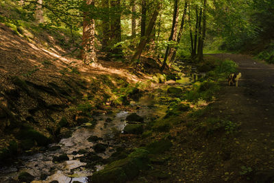 Scenic view of stream amidst trees in forest