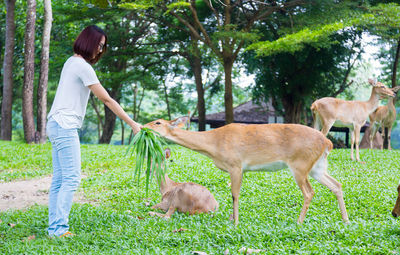 Full length of woman feeding grass to deer on field