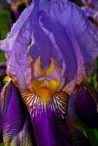 Close-up of purple flower blooming outdoors