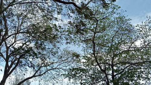 Low angle view of trees against clear sky